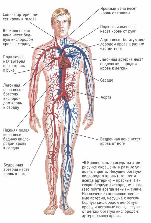 Схема сердечно-сосудистой системы