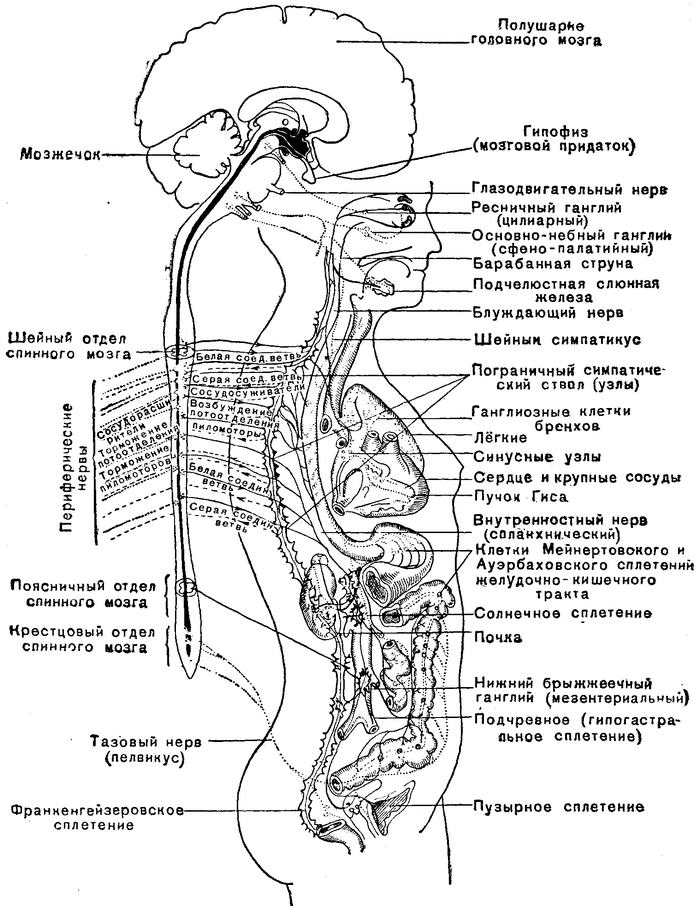 Схема строения нервной системы