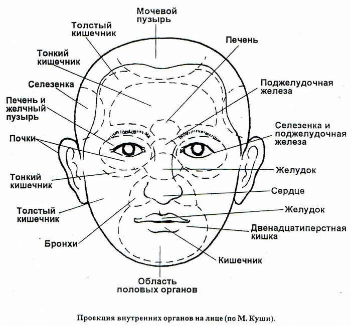 Проекция внутренних органов на лице