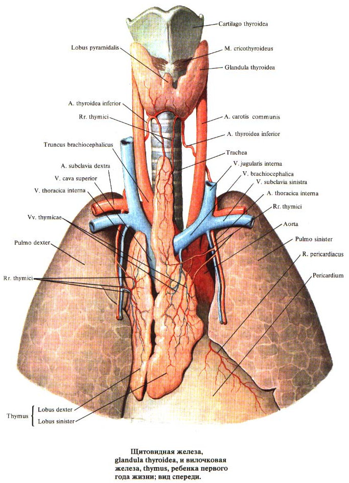 Щитовидная железа, вилочковая железа
