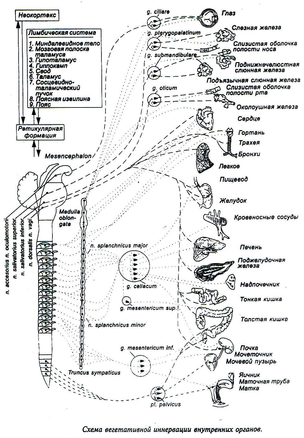 Схема вегетативной иннервации внутренних органов