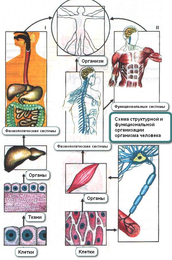 Схема строения организма человека