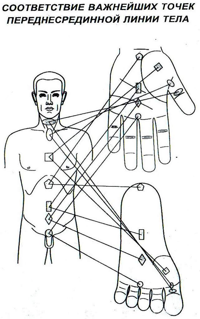 Соответствие важнейших точек срединной линии тела