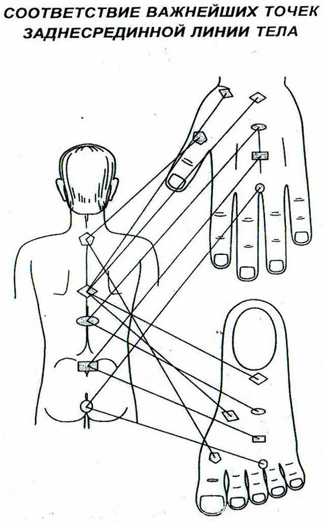 Соответствие важнейших точек срединной линии тела