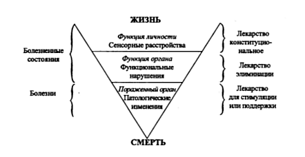 протяженность действия гомеопатического лекарства и ценность правильно выбранного разведе­ния