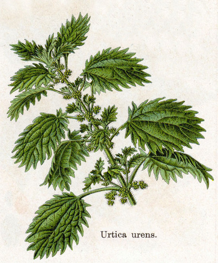 Urtica urens (крапива жгучая) — маленькая, однолетняя разновидность крапивы.